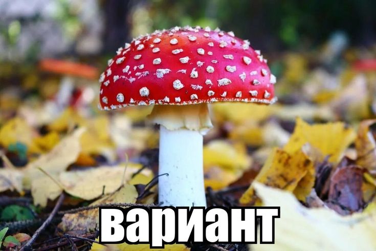 Cover image for [ Грибы ]