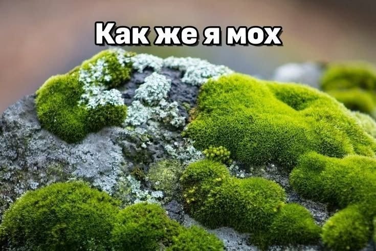 Cover image for [ Обо мне ]